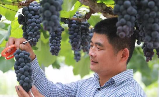 【人大代表在身边】履职一年间 | 张奎峰代表：为“三农”发声 推动丘陵山区农业高质量发展